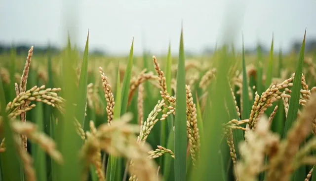 种苗保鲜技术在不同场景下的应用与维护要点